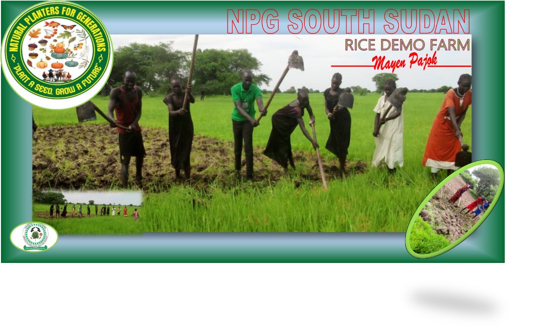 Rice demonstration farm