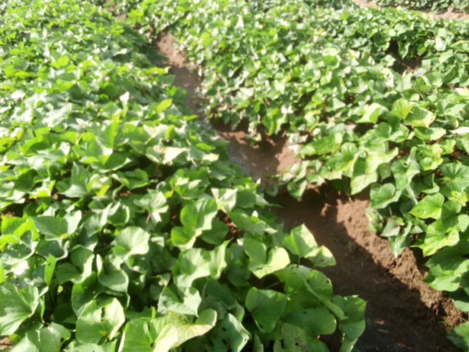Dense green crops in an NPG-supported garden