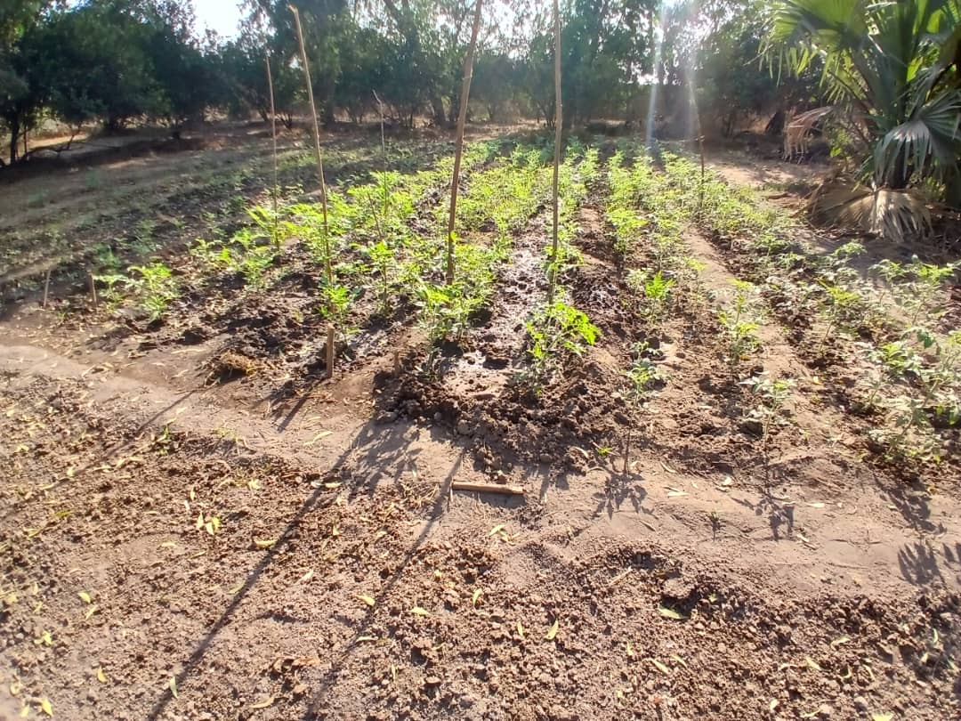 Young crops taking root in a school garden