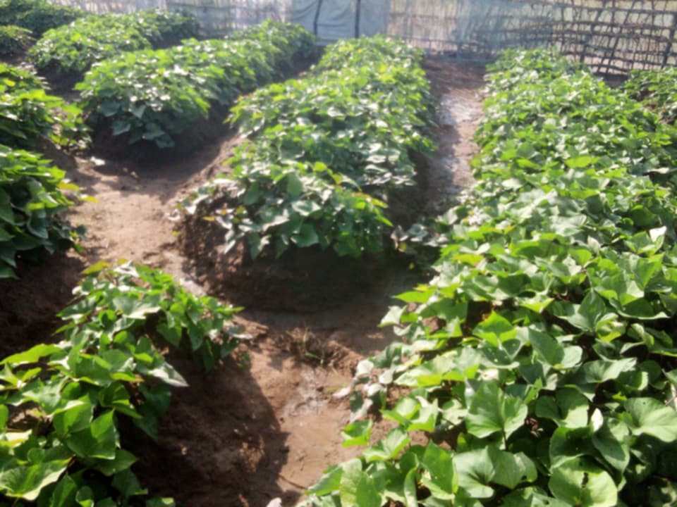Healthy crops growing at Akon Primary School
