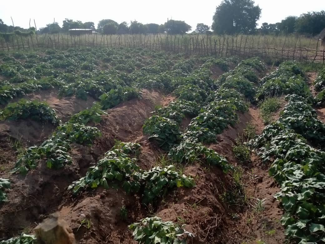 NPG agriculture activities in Majak Bol, Akon North Payam, Gogrial West County