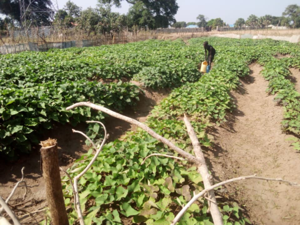 NPG Agriculture Activities in Akon Primary School, Gogrial West County
